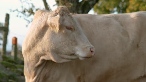 close-up of a light brown cow in a pasture