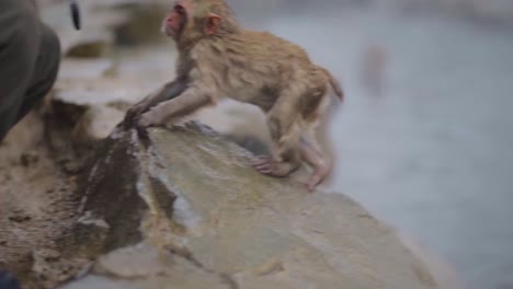 Jigokudani-Yamanouchi-Japan-Nagano-snow-monkeys-Baby