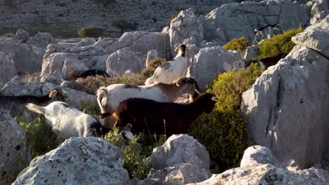 des chèvres mangeant du buisson dans le paysage rocheux de grazalema, en espagne