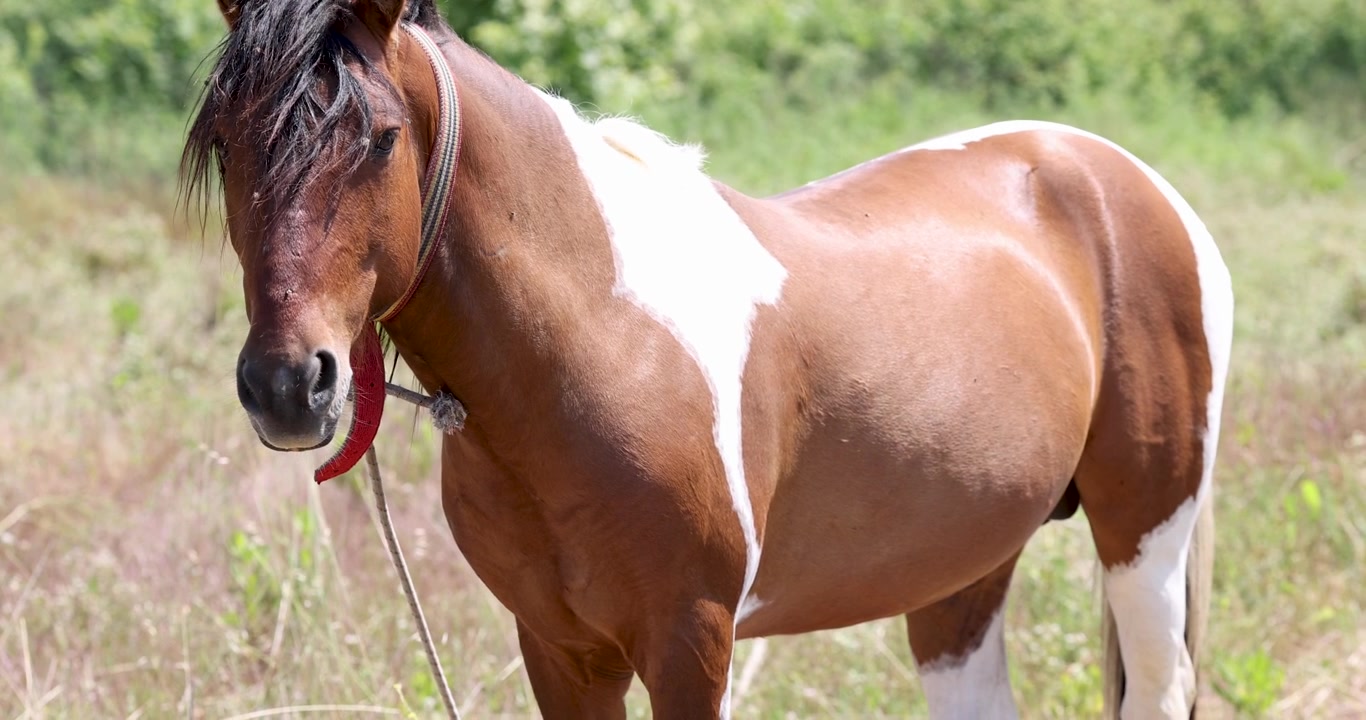 Caballo doméstico atado en jardín, video 4k