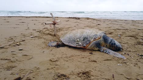 very sad i never see bevore a dead turtle 100 years old at beach dramatic clouds and sky