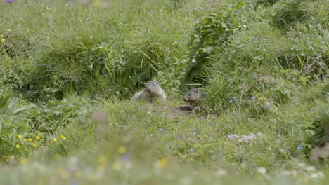 mother and baby marmot in front of cave enjoying the sun