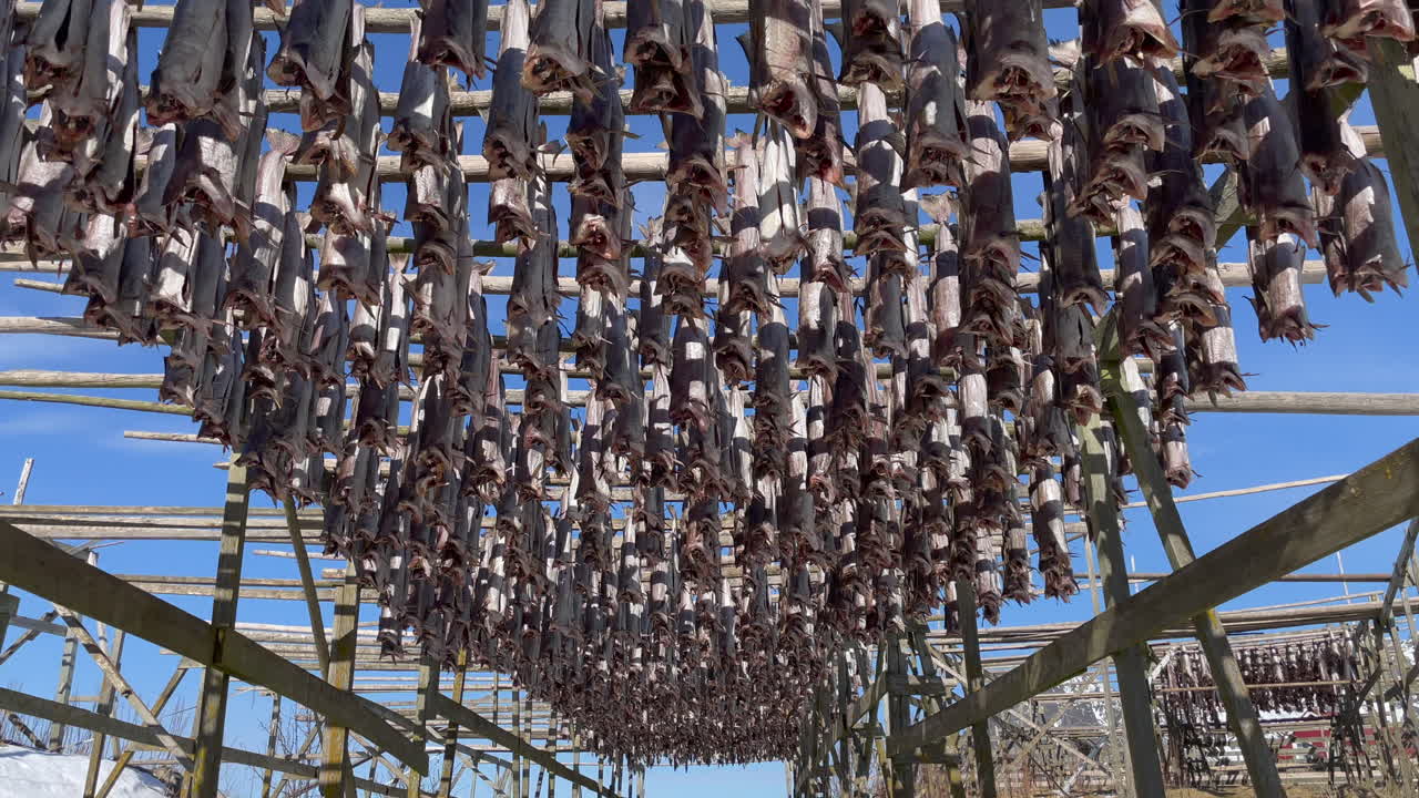 헤닝스바에르, 로포텐 섬, 4k에 있는 나무 선반에 매달려 있는 전통적인 노르웨이 건어물