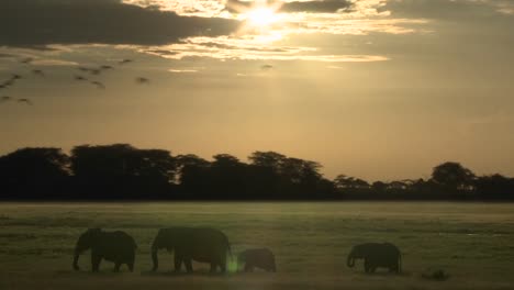 Las-Nubes-Y-El-Sol-Se-Mueven-En-El-Lapso-De-Tiempo-Sobre-Una-Manada-De-Elefantes-En-La-Sabana-Africana