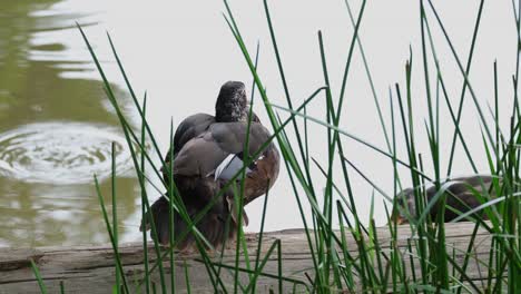 Seen-behind-grass-as-it-preens-while-another-duck-moves-to-the-left-and-back,-White-winged-Duck-Asarcornis-scutulata,-Thailand