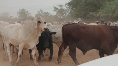 Agitated-group-of-Brahman-cows-in-the-Paraguayan-Chaco