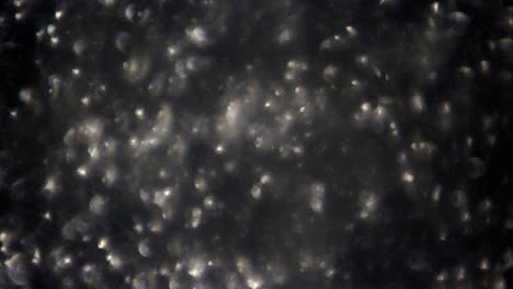 human sperm cells with focus adjustment