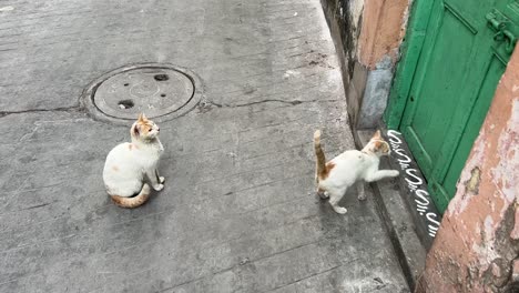 two pet cats waiting for its owner for food at the gate of a traditional old bengali gate with alpana