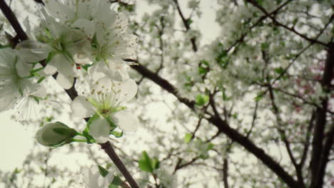Beautiful-white-flowers-on-branch-blossoming-against-sky.-View-of-tree-bloom.