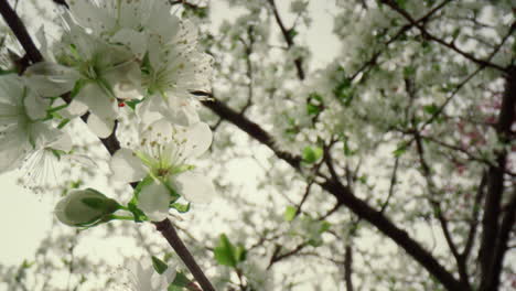 beautiful white flowers on branch blossoming against sky. view of tree bloom.