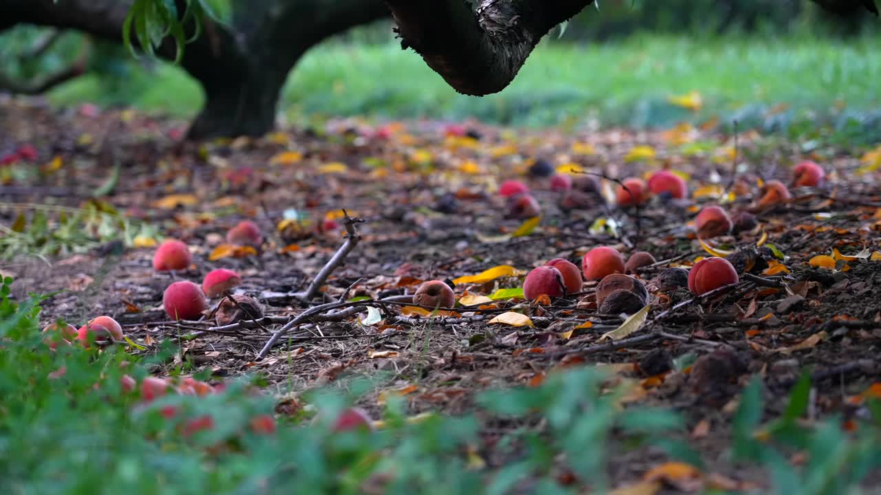 excrementos de melocotonero en el huerto
