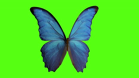 butterfly flaps its wings. butterfly on a green background. 3d rendering