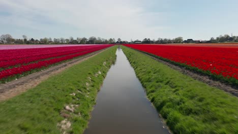 Low-aerial-of-ditch-filled-with-water-between-two-colorful-tulip-fields