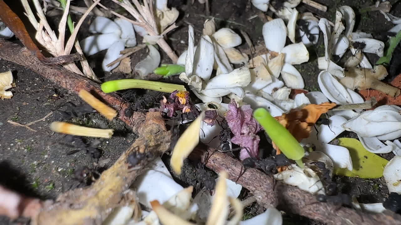 Ants Working at Night Time 5