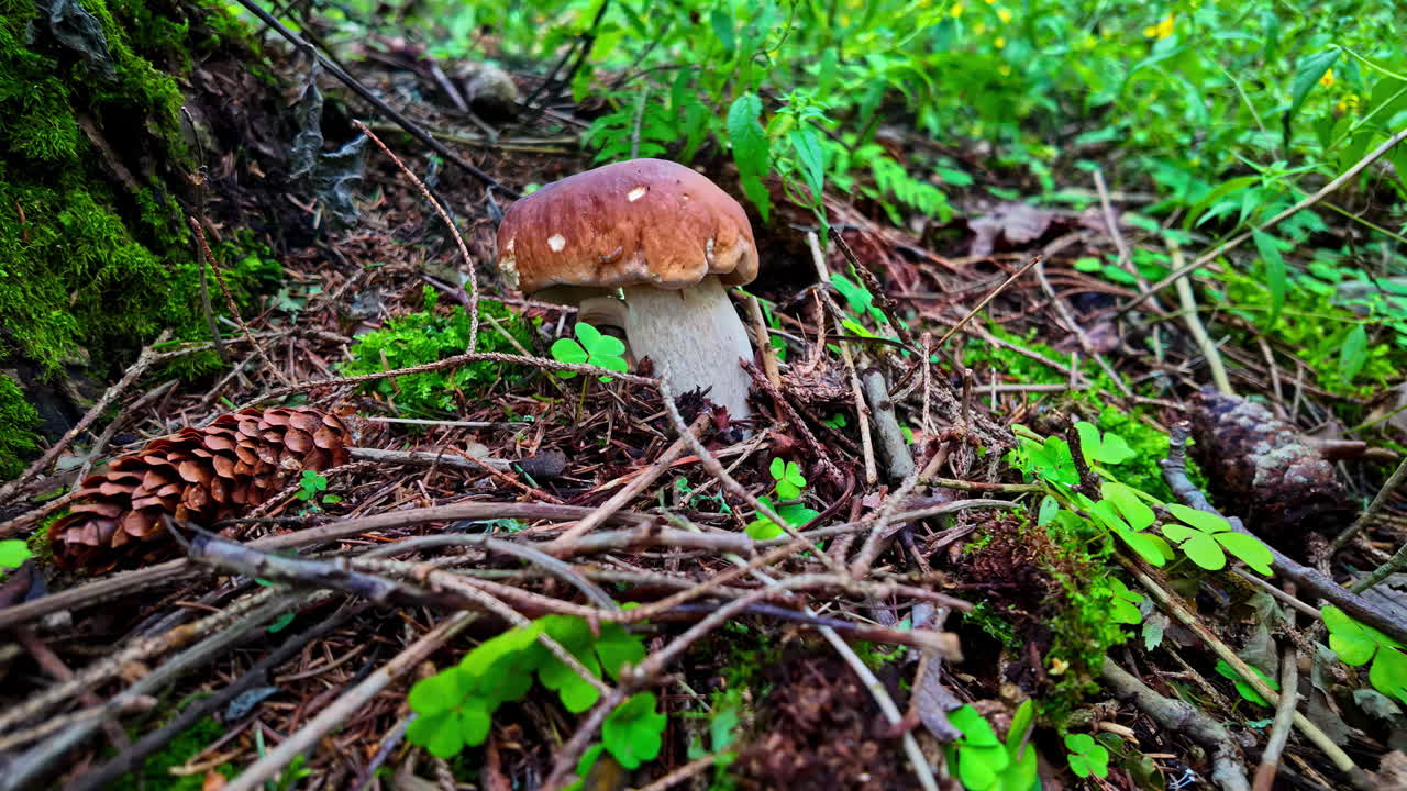 Fungus in the bushes of Local Forest, Latvia