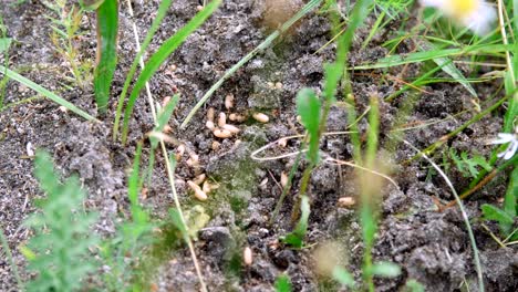 an anthill in the grass. a lot of ants are running around on the ground, saving their eggs, their offspring. the destroyed anthill