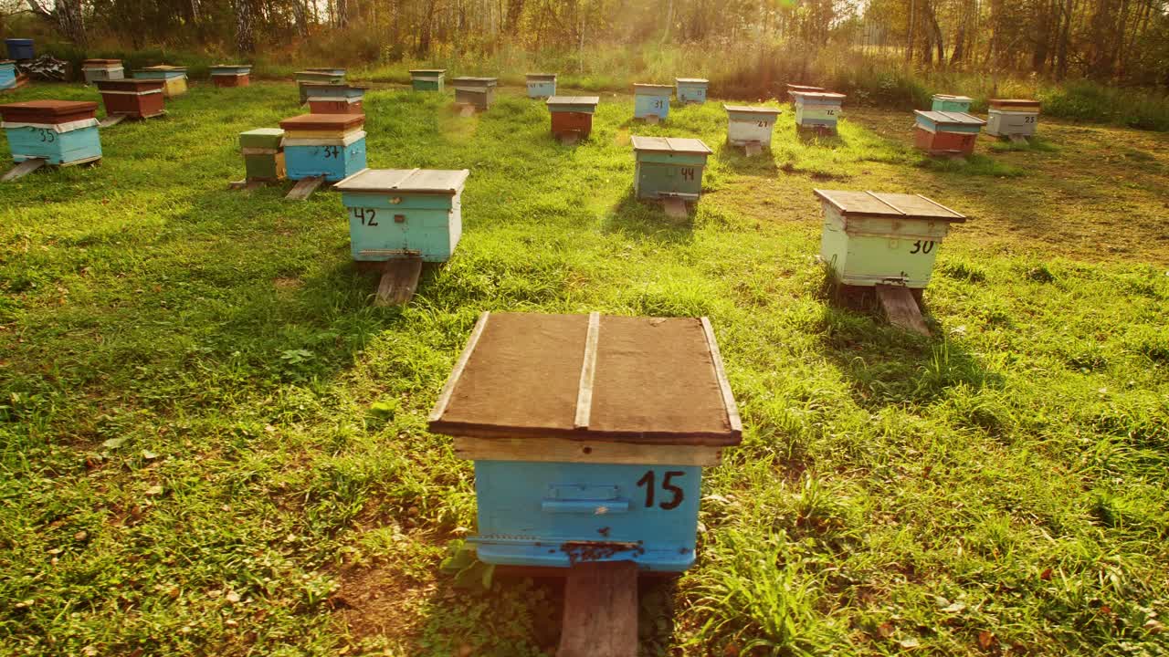 Colorful Beehives in a Meadow