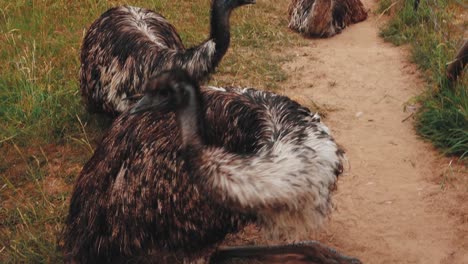 Australischer-Wilder-Emu