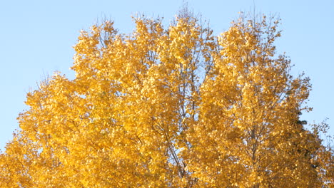 golden birch treetop on windy autumn day, distance camera motion view