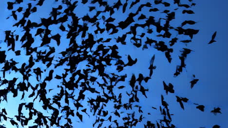 dynamic murmuration: birds in silhouette against blue sky
