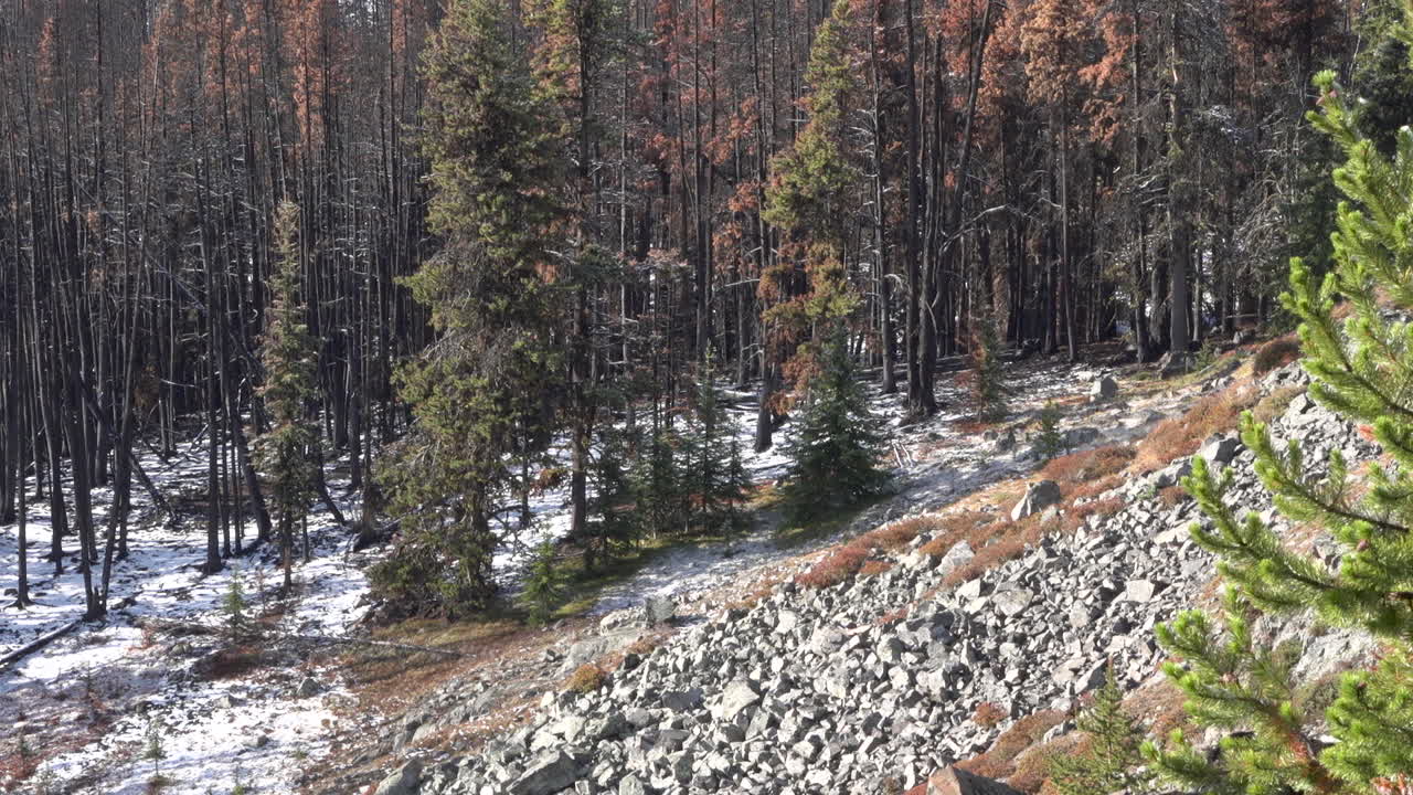 bosques nevados en columbia británica