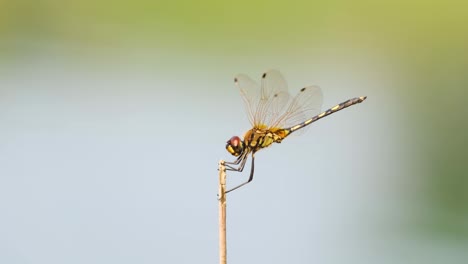 Schwarz-gelbe-Libelle-Fliegt-Und-Landet-Auf-Einem-Kleinen-Ast,-Defokussiertes-Wasser