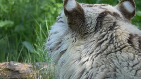 tigre siberiano blanco respirando pesadamente