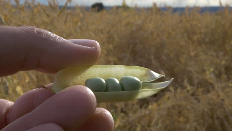 open green pea pod over agriculture crops field. natural, bio, healthy