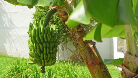 growing green banana fruits on tree in tenerife, sunny warm day