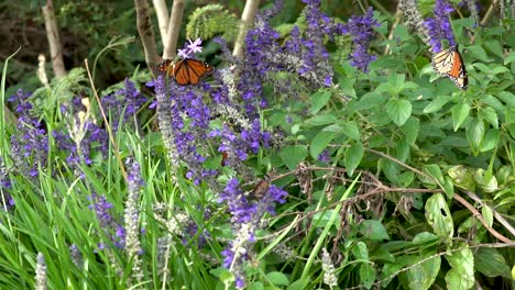dos mariposas monarca baten sus alas y revolotean entre las flores