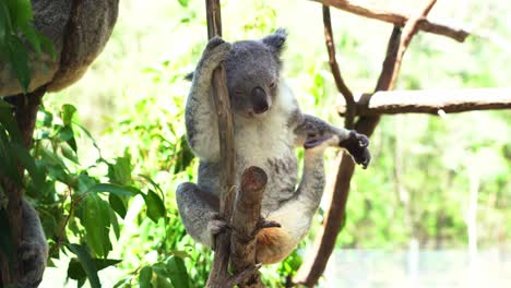 koala hembra, phascolarctos cinereus estira su extremidad superior, rascando y arreglando su esponjosa axila con su pie trasero a la luz del día en el santuario de vida silvestre de australia, tiro de cerca