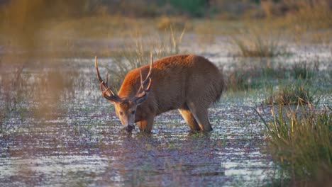 marsh deer eating aquatic plants in the wetland. - wide shot