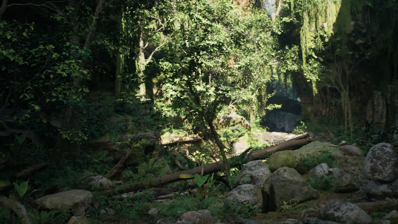 빛이 비치는 울창한 열대 우림