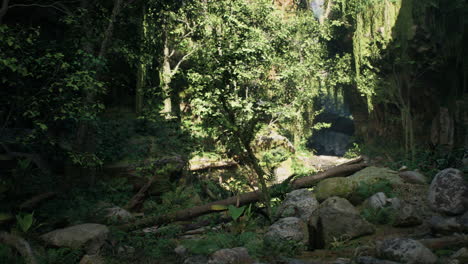 a lush, sunlit tropical rainforest