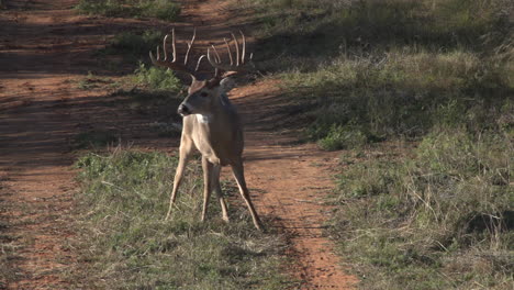 a whitetail buck in texas