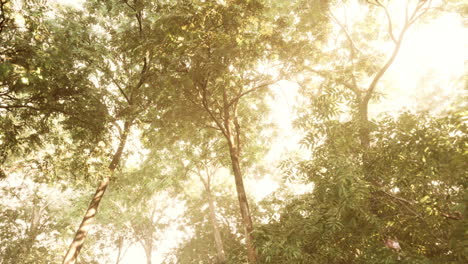 beautiful green forest glade in a light of sun