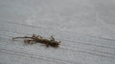 ant colony carrying dead gecko lizard, teamwork concept - macro close-up