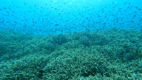 Underwater-view-of-big-shoal-of-tropical-damsel-fish-swimming-and-sheltering-over-coral-reef-marine-ecosystem-of-Coral-Triangle-in-Timor-Leste,-Southeast-Asia