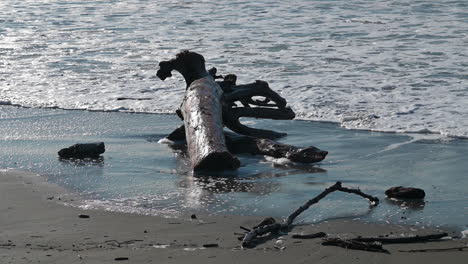 logs on sandy seashore with foamy rolling waves on beach during daytime