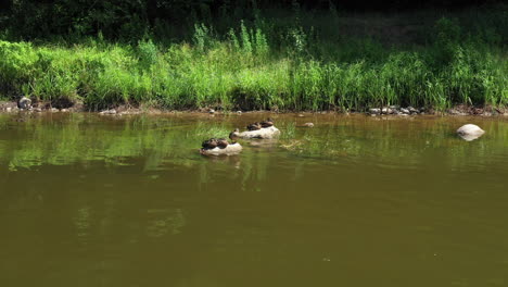 aerial: moving in on the resting family of ducks with ducklings sitting on the river rock near the river shore