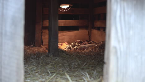 Baby-pigs-sleeping-inside-barn-wide-angle