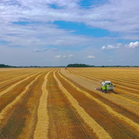 grain harvesting combine in a sunny day. yellow field with grain. agricultural technique works in field