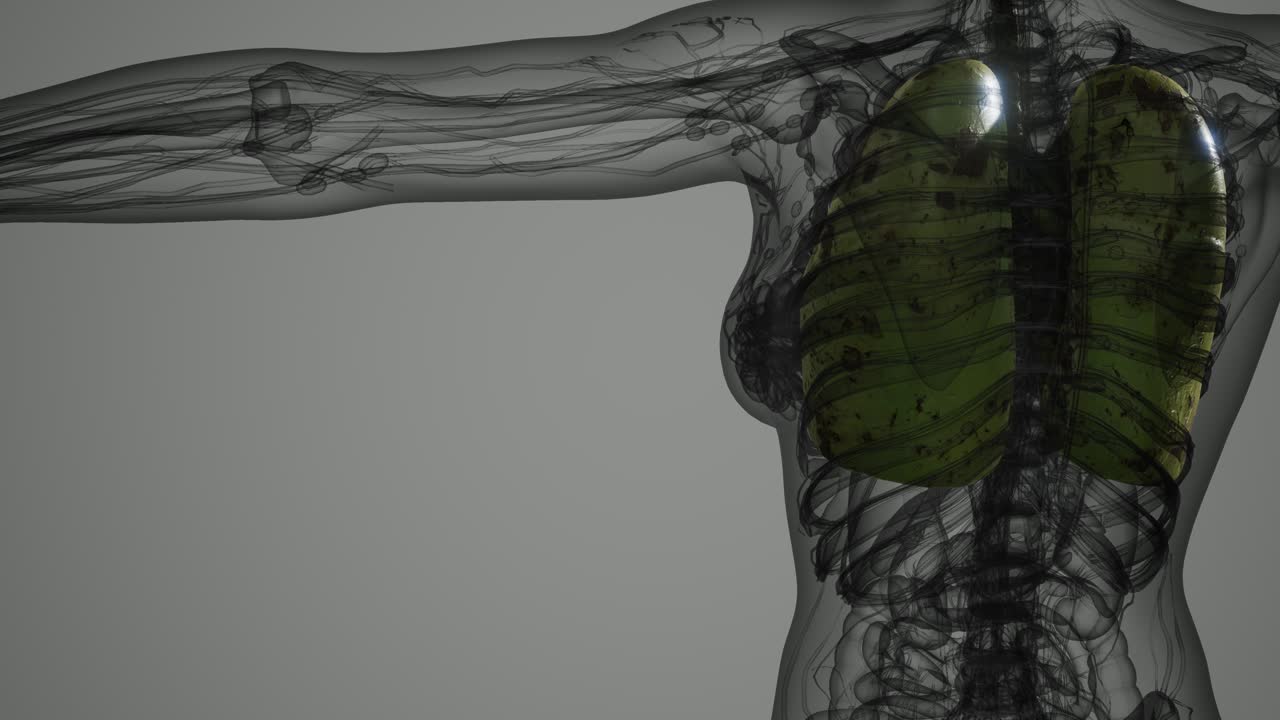 인간 폐의 과학 해부학 스캔