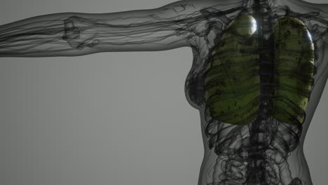 exploración de la anatomía de los pulmones humanos