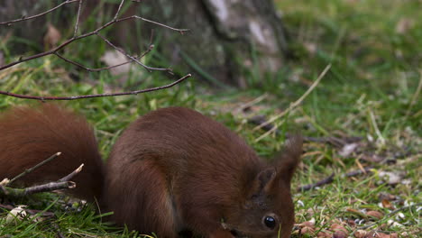 feeding squirrel, eating nuts and seeds from a garden