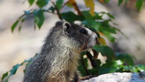 retrato de perfil en primer plano de una adorable marmota juvenil de vientre amarillo