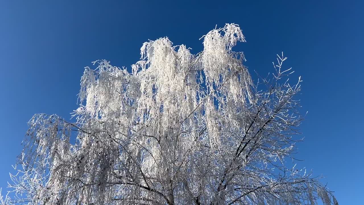 Frozen tree during winter on a clear sunny day with a blue sky.