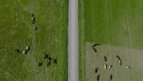 Horses-grazing-on-both-sides-of-small-road,-aerial-view-looking-straight-down