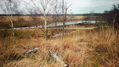 Arid-winter-heather-landscape-with-bare-birch-trees-and-yellow-grass-blowing-in-the-wind