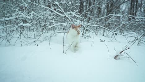 white and orange cat being curious and playing in the snow